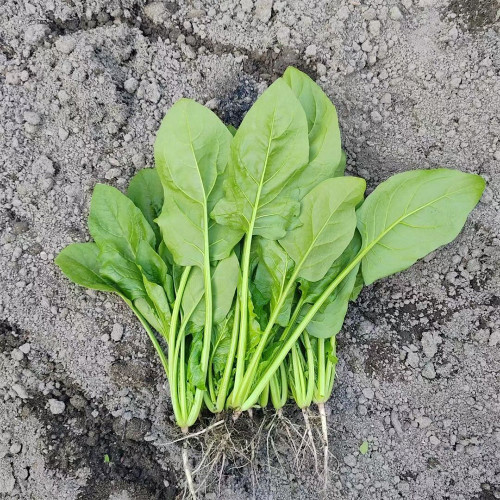 'Jinbote No.26' Spinach Seeds - Heat-Tolerant, Bolt-Resistant, High Yield, Large Leaf, Excellent Taste