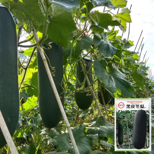 Black Skin Winter Melon Seeds - Dense Sweet Flesh, Excellent Storage & Transport Quality