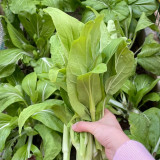 Jiemei Pak Choi Flowering Stem Seeds - High-Yield, Sweet-Crisp, and Highly Adaptable Variety