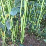 Chunxiu No.7 Long Bean Seeds | Thick-Fleshed, Mid-Early Maturing, High Double-Pod Rate, Stable Yield