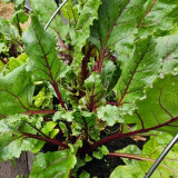 Jiemei Red-Leaf Beet Seeds - High Yield, Disease Resistant, Ideal for Continuous Harvest and Ornamental Gardens