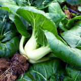 Dwarf Black-leaf Pak Choi Seeds - Low Fiber Content, Stable Yield, Exceptional Eating Quality