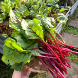 Jiemei Red-Leaf Beet Seeds - High Yield, Disease Resistant, Ideal for Continuous Harvest and Ornamental Gardens