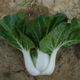 Dwarf Black-leaf Pak Choi Seeds - Low Fiber Content, Stable Yield, Exceptional Eating Quality