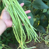 Chunxiu No.7 Long Bean Seeds | Thick-Fleshed, Mid-Early Maturing, High Double-Pod Rate, Stable Yield