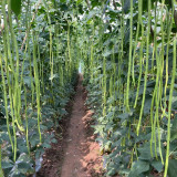Chunxiu No.7 Long Bean Seeds | Thick-Fleshed, Mid-Early Maturing, High Double-Pod Rate, Stable Yield