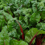 Jiemei Red-Leaf Beet Seeds - High Yield, Disease Resistant, Ideal for Continuous Harvest and Ornamental Gardens