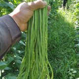 Small-Leaf High-Yield No.4 Long Bean Seeds - Straight Pods, Thick Flesh, Strong Stress Resistance, Stable Harvest