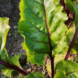 Jiemei Red-Leaf Beet Seeds - High Yield, Disease Resistant, Ideal for Continuous Harvest and Ornamental Gardens