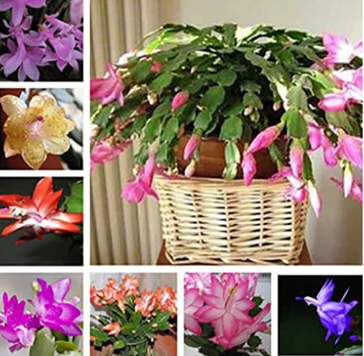 Mixed Color schlumbergera Seeds Potted Flower Garden of Rare Plants