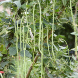 Chunxiu No.7 Long Bean Seeds | Thick-Fleshed, Mid-Early Maturing, High Double-Pod Rate, Stable Yield