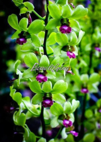 Dendrobium Seed Potted Plant Flower Orchid Plants
