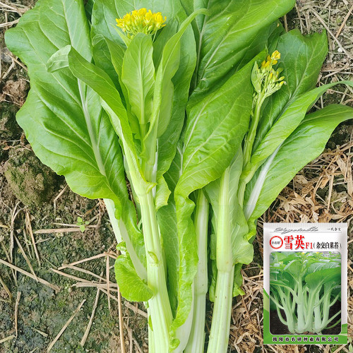 Xueying F1 Choy Sum Seeds - Early-Maturing, White-Stem, Sweet & Crisp Taste, High Yield, Stress Tolerant