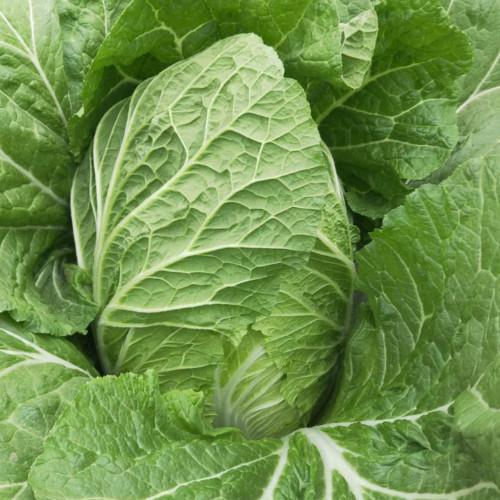 Double Season Golden Inlaid Jade Cabbage Seeds - High-Yield, Disease-Resistant Chinese Cabbage