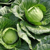 Iron Green 45 Cabbage Seeds - High Yield, Early Maturing, Premium Market Quality