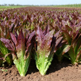 Jiemei Red Leaf Lettuce Seeds - Sweet & Tender, Crisp Leaves, High-Yielding, Fast-Growing, Disease Resistant Variety