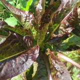 Jiemei Red Leaf Lettuce Seeds - Sweet & Tender, Crisp Leaves, High-Yielding, Fast-Growing, Disease Resistant Variety