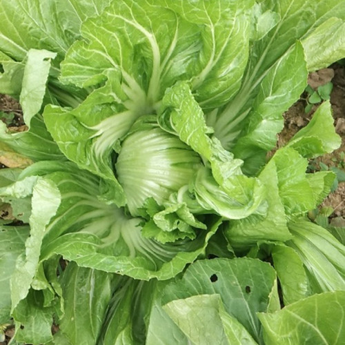Jinlei Mustard Cabbage Seeds - Compact Heads, 60-70 Day Growth, High Market Value