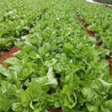 Jinlei Mustard Cabbage Seeds - Compact Heads, 60-70 Day Growth, High Market Value