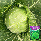 Iron Green 45 Cabbage Seeds - High Yield, Early Maturing, Premium Market Quality
