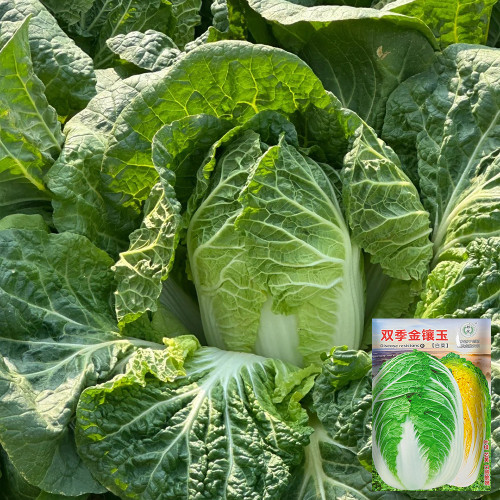 Double Season Golden Inlaid Jade Cabbage Seeds - High-Yield, Disease-Resistant Chinese Cabbage