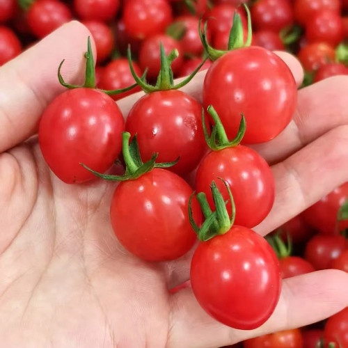 Fen Meina Cherry Tomato Seeds - Early Maturing, High Yield, Crack-Resistant, Excellent Transportability