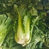 'Cuiqing 60' Qingmaye Chinese Cabbage Seeds - Compact, Tender, High-Yield, Disease-Resistant