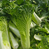 'Cuiqing 55' Qingmaye Chinese Cabbage Seeds - Deep Green Blades, Mid-Early Maturing, Disease Resistant, High Yield