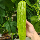 Jiemei No.5 Bitter Gourd Seeds - Vigorous Growth, Strong Adaptability, Mid-Early Hybrid Variety