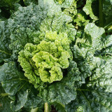 'Cuiqing 60' Qingmaye Chinese Cabbage Seeds - Compact, Tender, High-Yield, Disease-Resistant