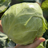'Xingyou' Fruit Cabbage Seeds - Early-Maturing, High-Nutrient, Tender, Non-Fibrous Variety