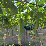 Yushuai Smooth Luffa Seeds - High Yield, Disease Resistant, Early-Maturing Hybrid Variety