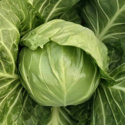 'Xingyou' Fruit Cabbage Seeds - Early-Maturing, High-Nutrient, Tender, Non-Fibrous Variety