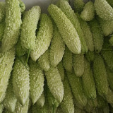 Jiemei 15 Bitter Gourd Seeds - High-yield Hybrid Variety, Heat-Tolerant, Easy to Cultivate