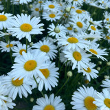 Shasta Daisy Seeds – Leucanthemum maximum White Giant Marguerite – Hardy Perennial Daisy Flowers for Garden Borders & Pollinators