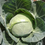 Xingyou Zhonggan 11 Cabbage Seeds | F1 Hybrid Variety, Sweet Crisp, High-Yield & Disease-Resistant