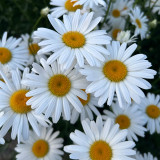 Shasta Daisy Seeds – Leucanthemum maximum White Giant Marguerite – Hardy Perennial Daisy Flowers for Garden Borders & Pollinators