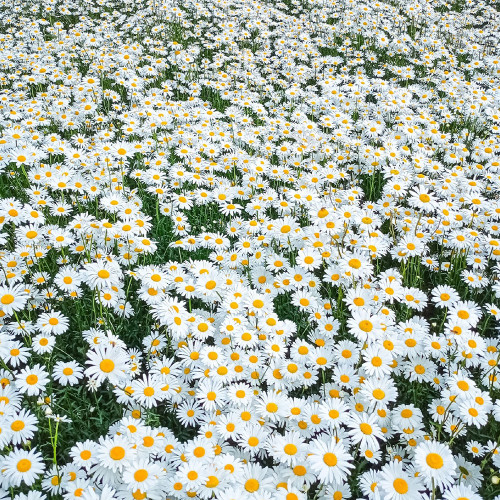 Shasta Daisy Seeds – Leucanthemum maximum White Giant Marguerite – Hardy Perennial Daisy Flowers for Garden Borders & Pollinators