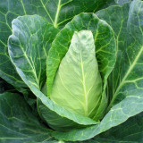 Xingyou Chunfeng Cabbage Seeds - Bull's Heart Cabbage, Winter Hardy Hybrid Variety, High Yield