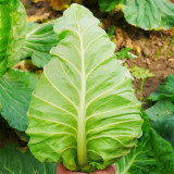 Xingyou Chunfeng Cabbage Seeds - Bull's Heart Cabbage, Winter Hardy Hybrid Variety, High Yield