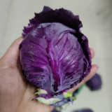 'Purple Crystal' Cabbage Seeds - Late-Maturing, Extended Harvest , Round & Splitting-Resistant Variety