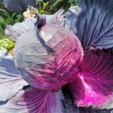 'Purple Crystal' Cabbage Seeds - Late-Maturing, Extended Harvest , Round & Splitting-Resistant Variety