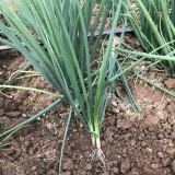 Jiemei Black-leaf Chives Seeds - Heat & Cold Tolerant Variety with High Yield & Rich Flavor