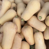 Creamy Pumpkin Seeds - Mid-early variety, fruit weight 1-1.5 kg, orange-yellow sweet flesh, high yield