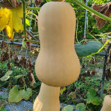 Creamy Pumpkin Seeds - Mid-early variety, fruit weight 1-1.5 kg, orange-yellow sweet flesh, high yield
