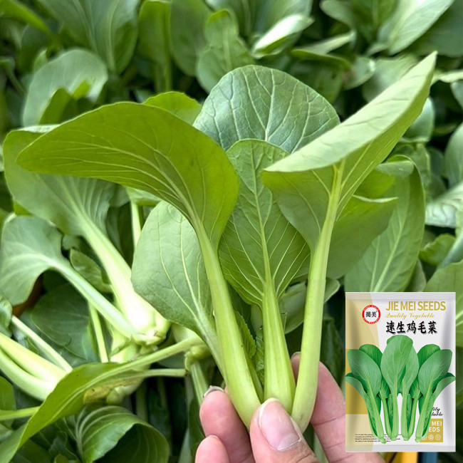 Jiemei Fast-growing Baby Bok Choy Seeds - Early-Maturing, High-Yield, Disease Resistant, High-Quality Vegetable