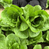 Jiemei Peacock Lettuce Seeds - Early-Maturing, Heat-Tolerant, Bolt-Resistant Gardening Variety