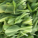 Jiemei Fast-growing Baby Bok Choy Seeds - Early-Maturing, High-Yield, Disease Resistant, High-Quality Vegetable