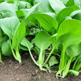 Jiemei Fast-growing Baby Bok Choy Seeds - Early-Maturing, High-Yield, Disease Resistant, High-Quality Vegetable