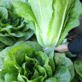 Jiemei Peacock Lettuce Seeds - Early-Maturing, Heat-Tolerant, Bolt-Resistant Gardening Variety